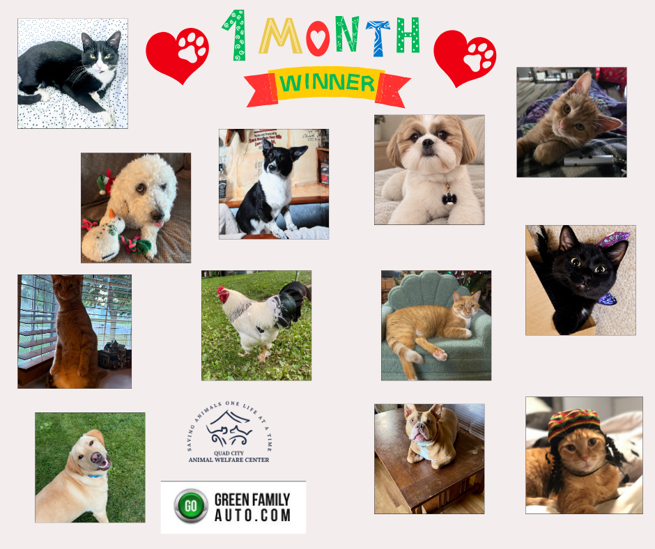 Month pet photo calendar contest winner 2026 facebook